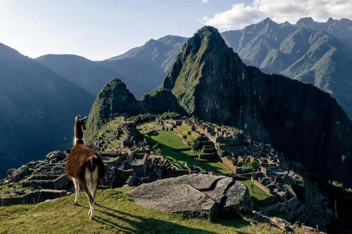una llama dempeus al cim d'una muntanya