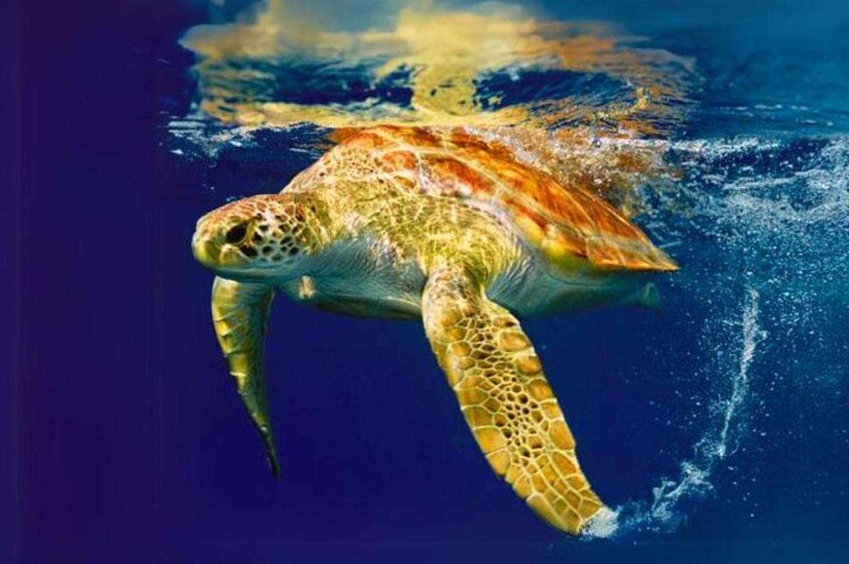 a green sea turtle swimming in the water