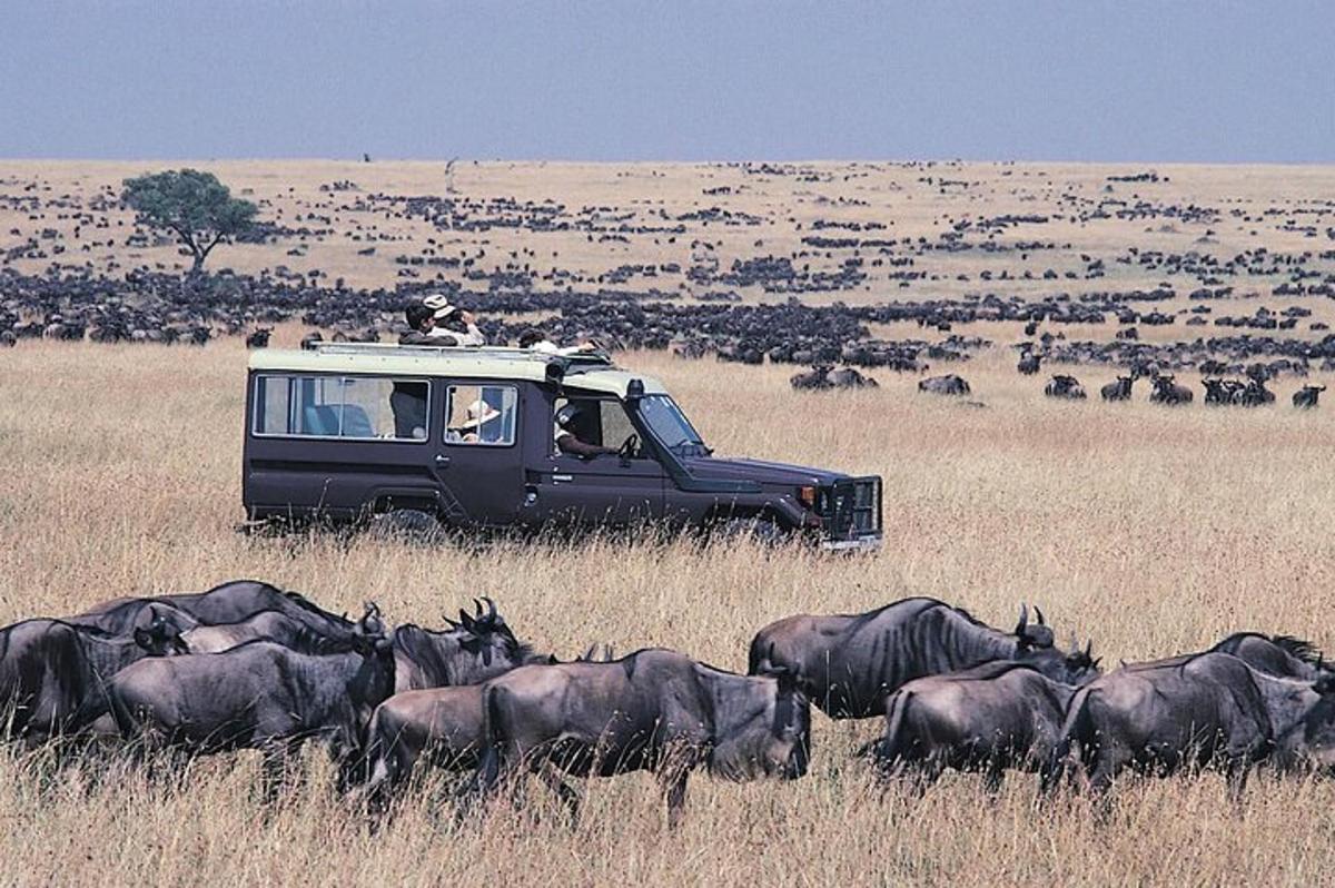 uma van em um campo com um rebanho de animais