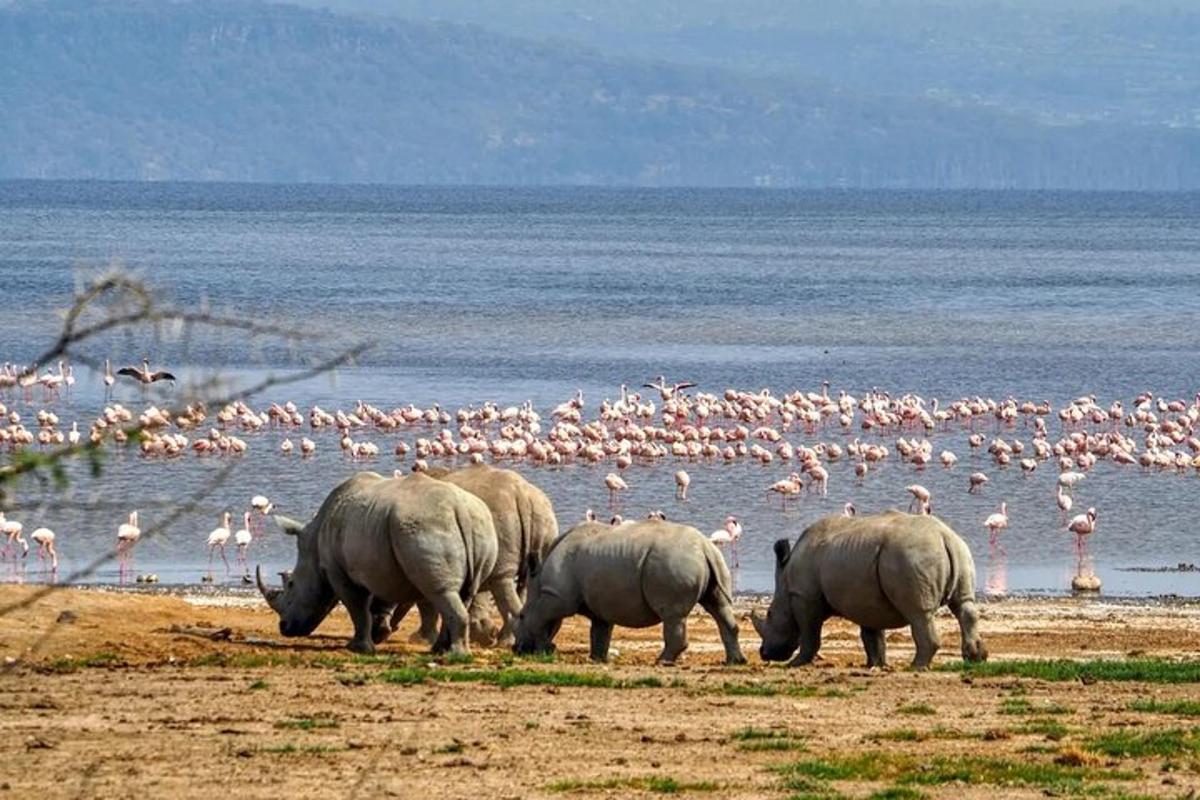 un grup de elefanți și un stol de flamingo pe plajă