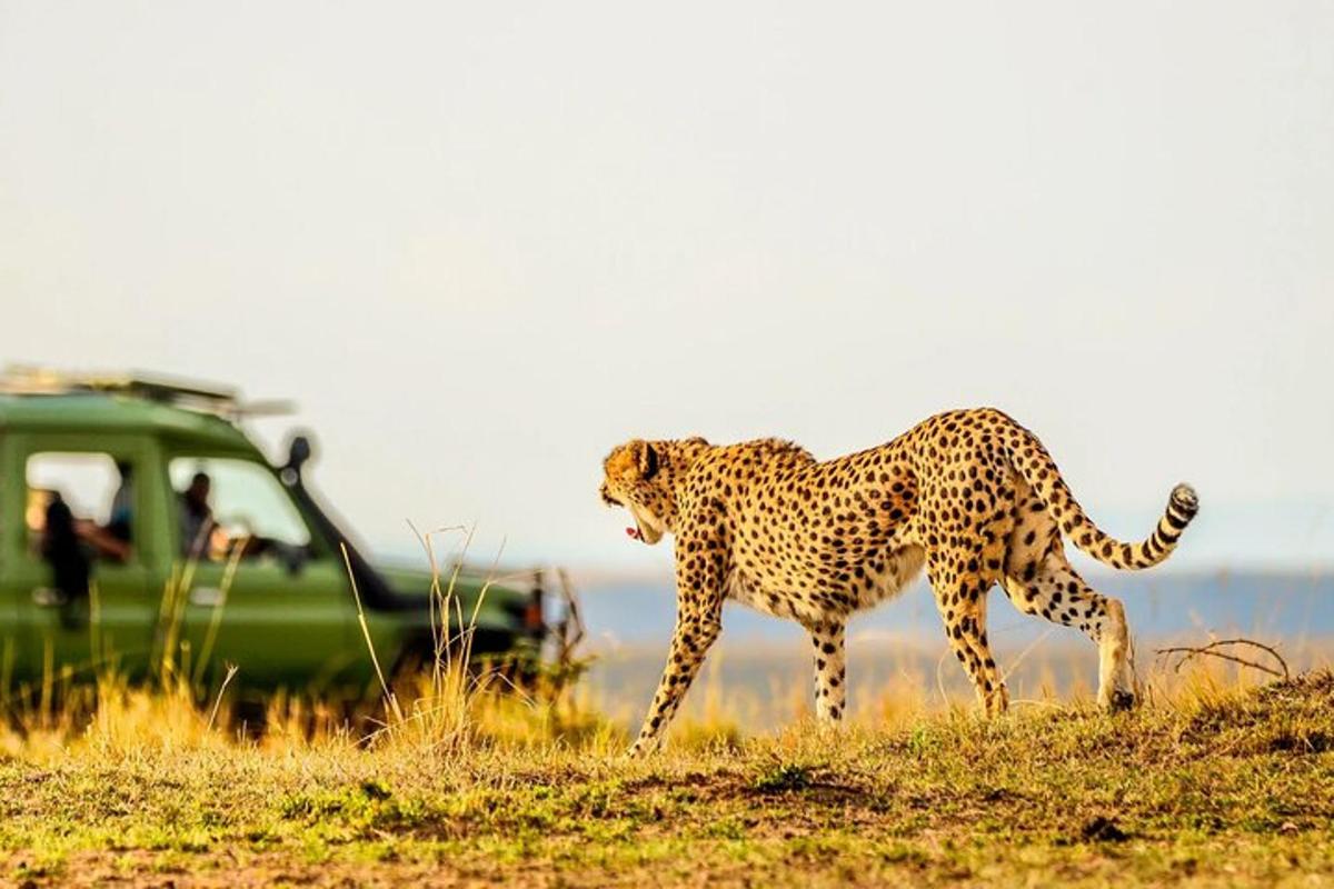 un ghepard mergând pe un câmp lângă un vehicul