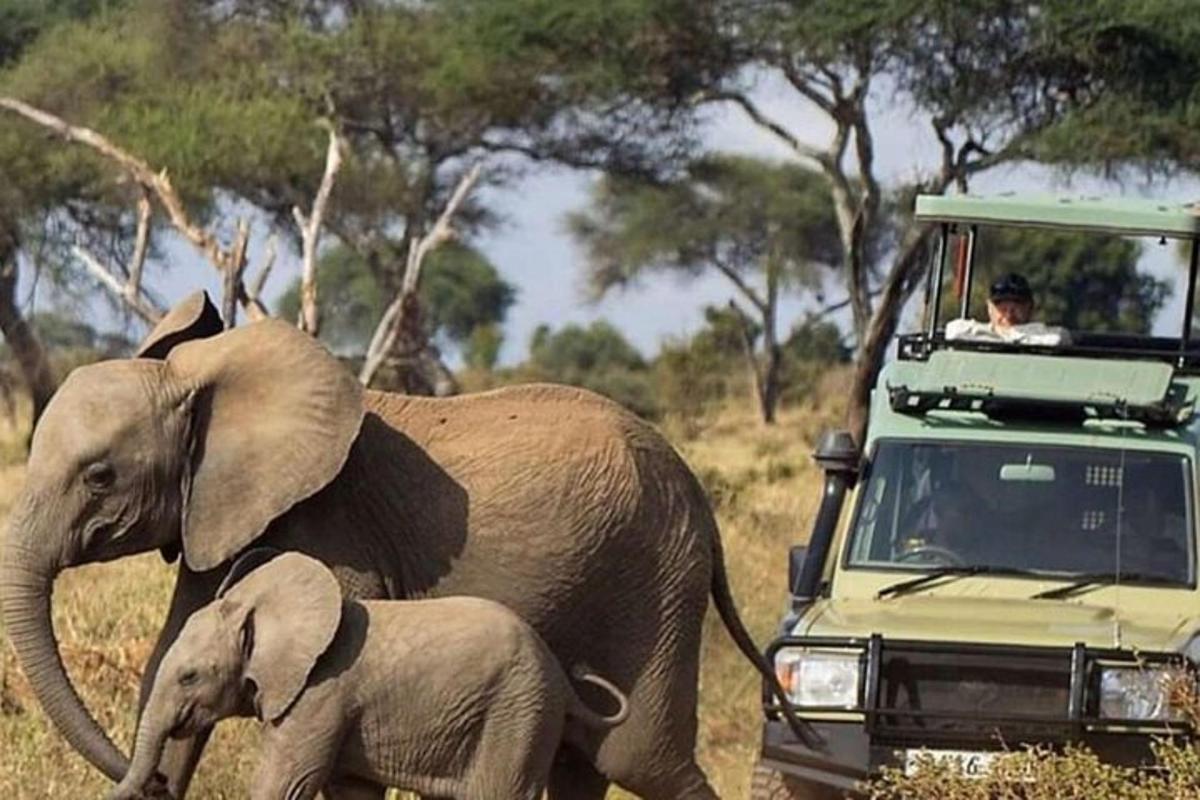 un pui de elefant mergând lângă un elefant adult