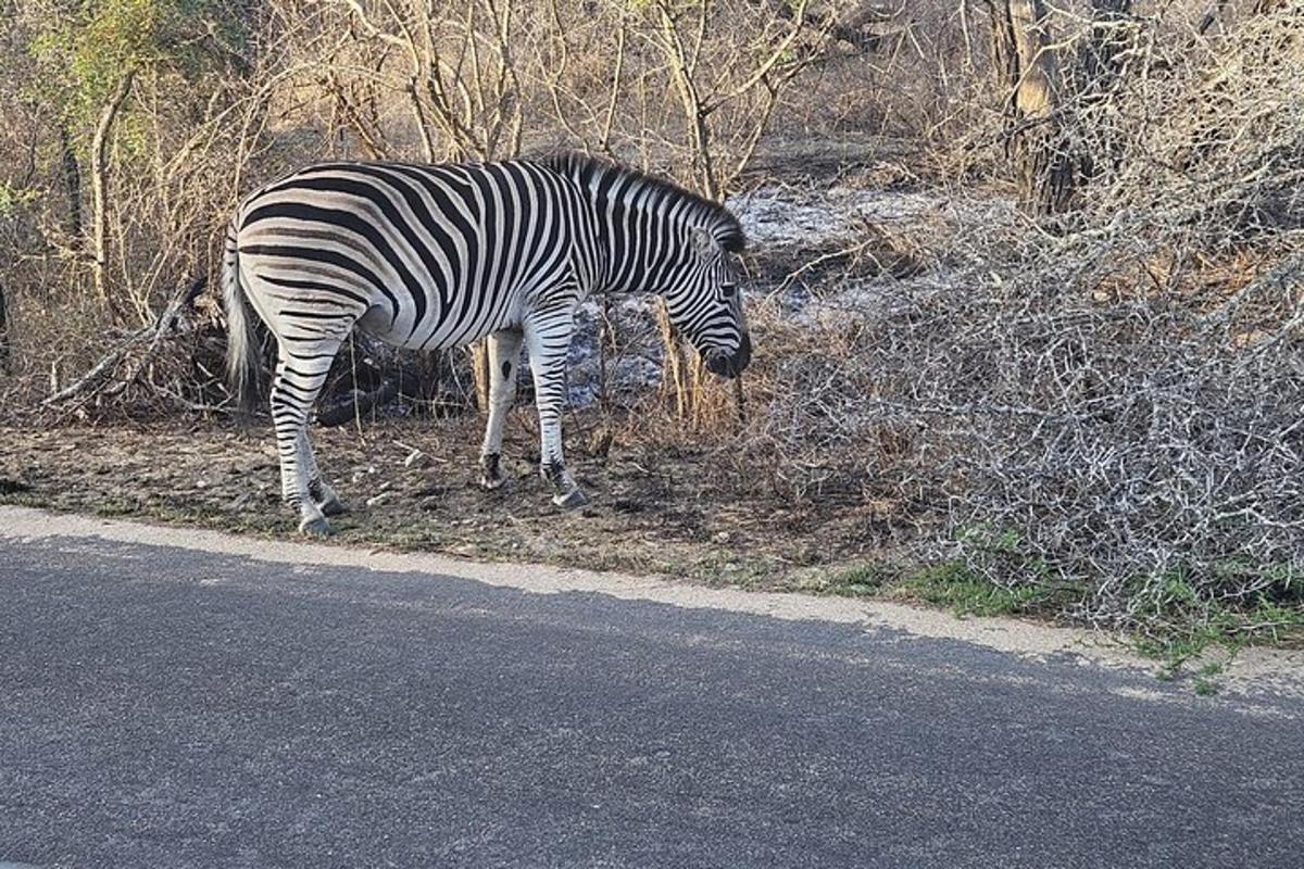 zebra stojící na kraji silnice