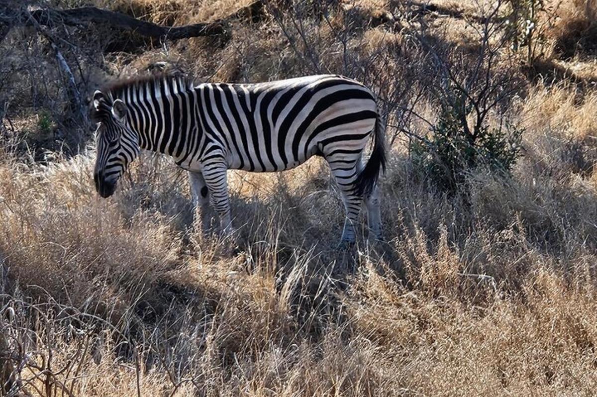 zebra stojící v poli vysoké trávy