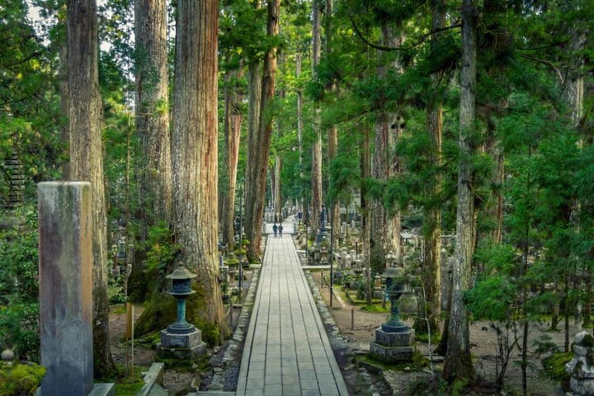 a walkway through a forest of trees in a park