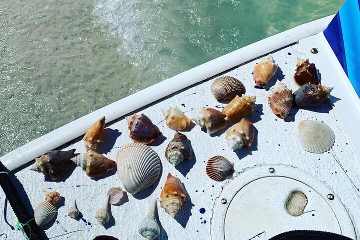 a group of shells on a boat in the water