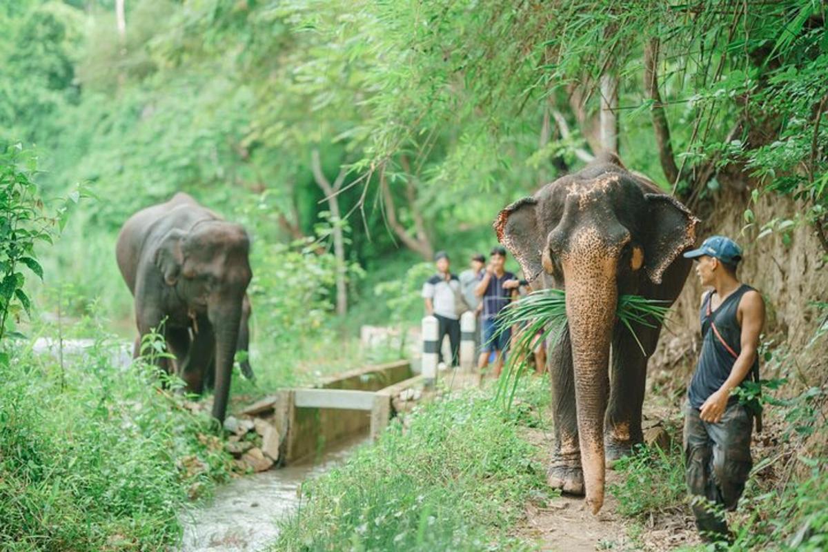 một nhóm người đứng cạnh hai con voi