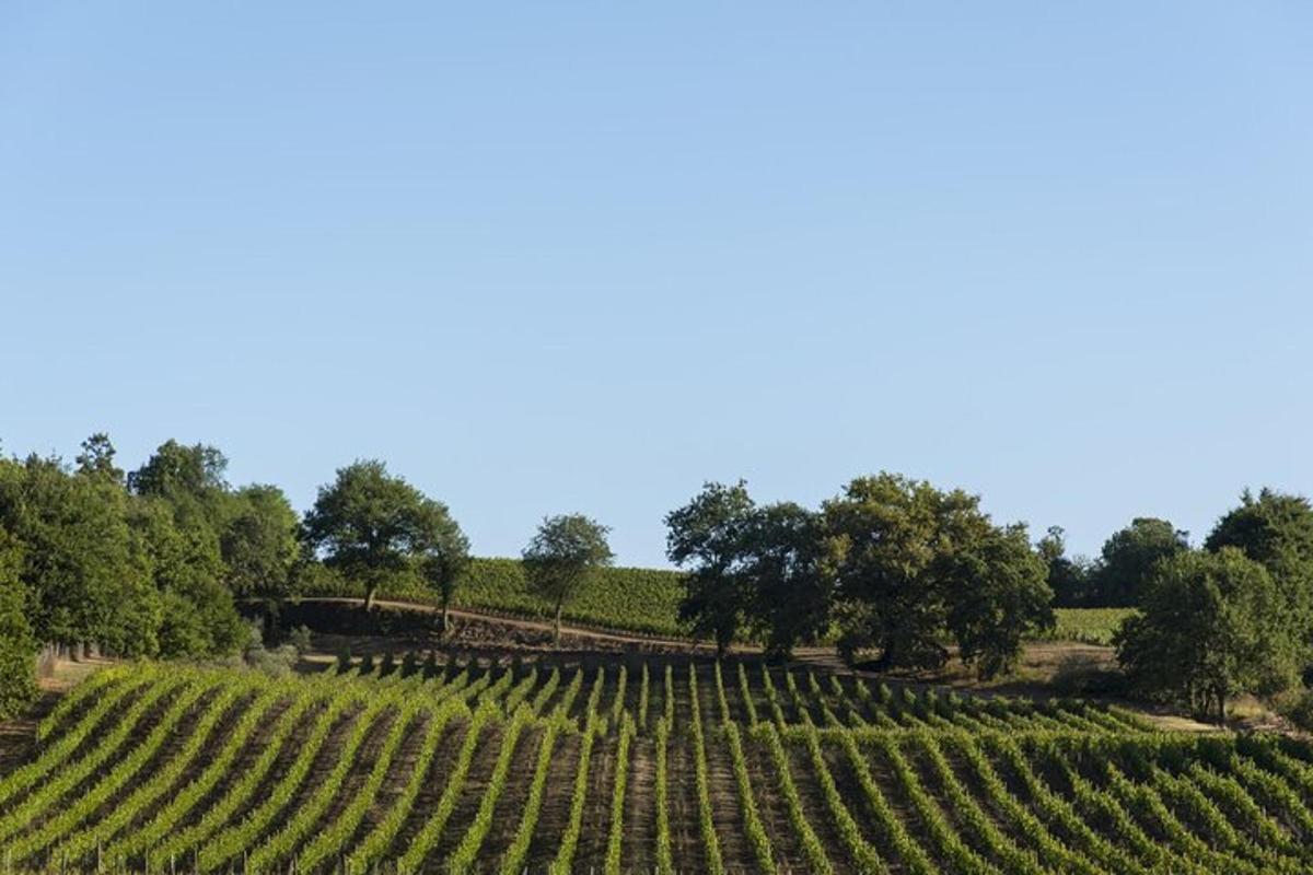 a large vineyard with trees in the background