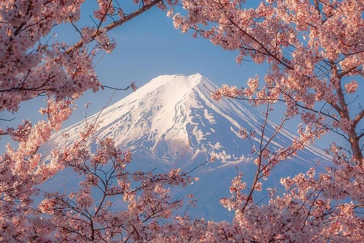una montagna coperta di neve con alberi rosa in primo piano