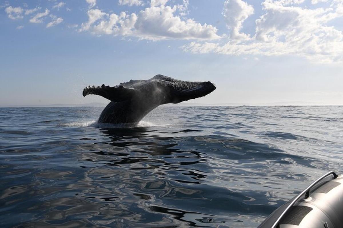 en delfin i vannet ved siden av en båt