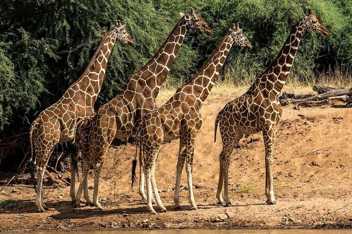 eine Gruppe Giraffen steht im Dreck