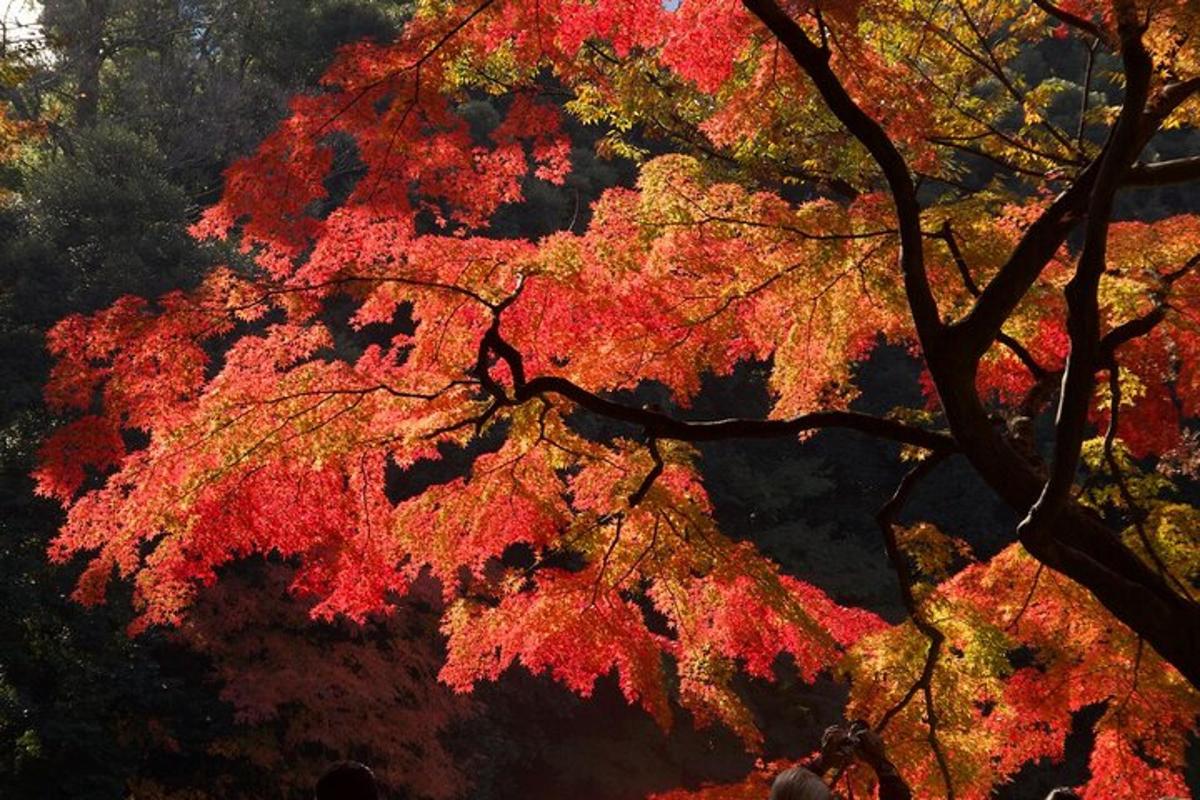 an autumn tree with red and yellow leaves on it