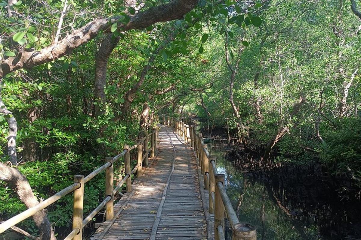 un pont de fusta al mig d'un bosc