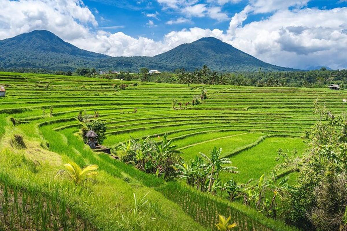 a large green field with mountains in the background