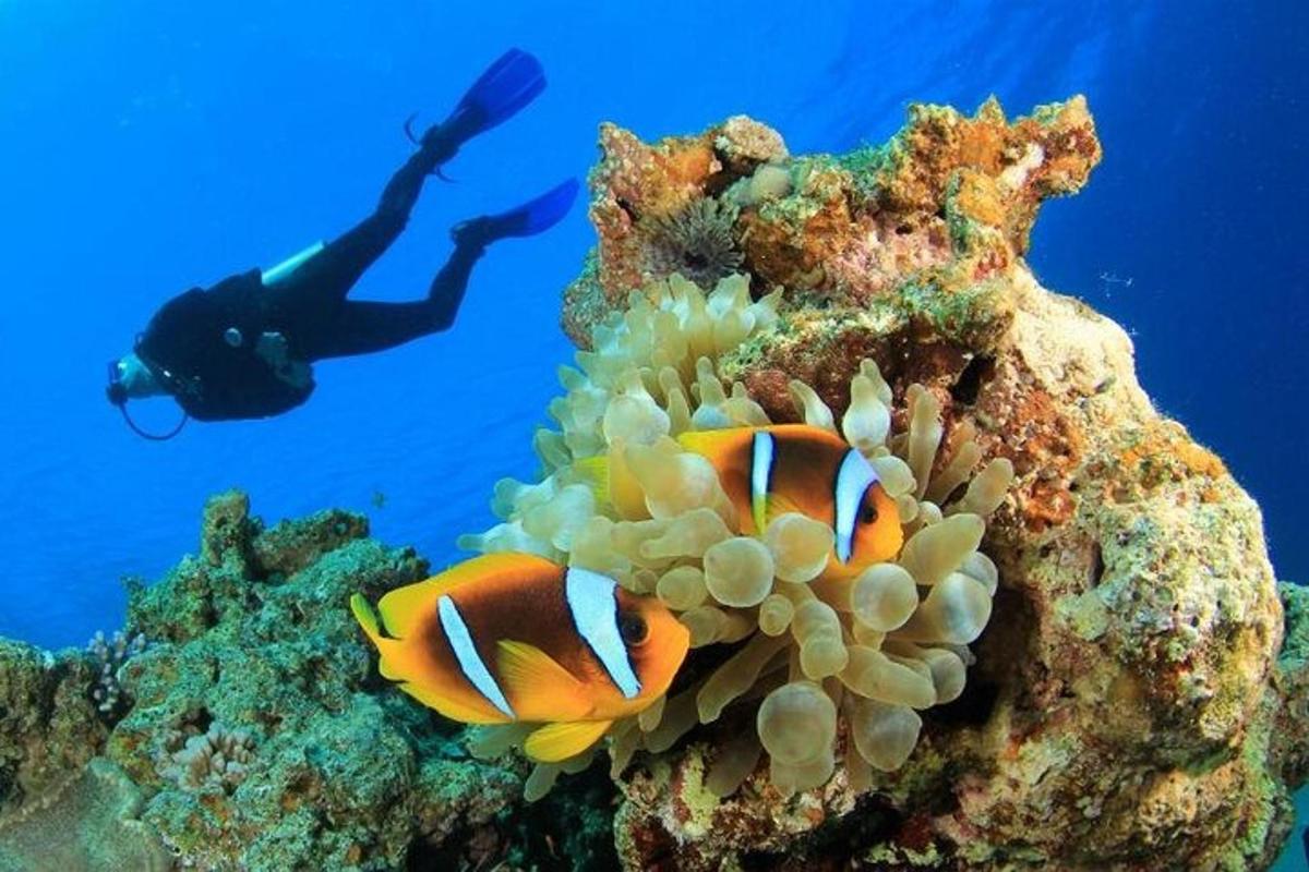 osoba plavající v oceánu vedle korálového útesu