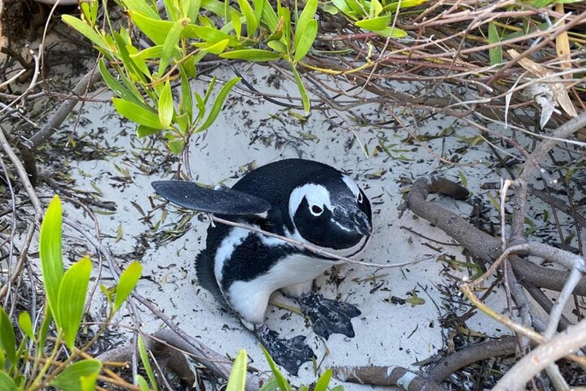 un pinguino sdraiato a terra nella sabbia