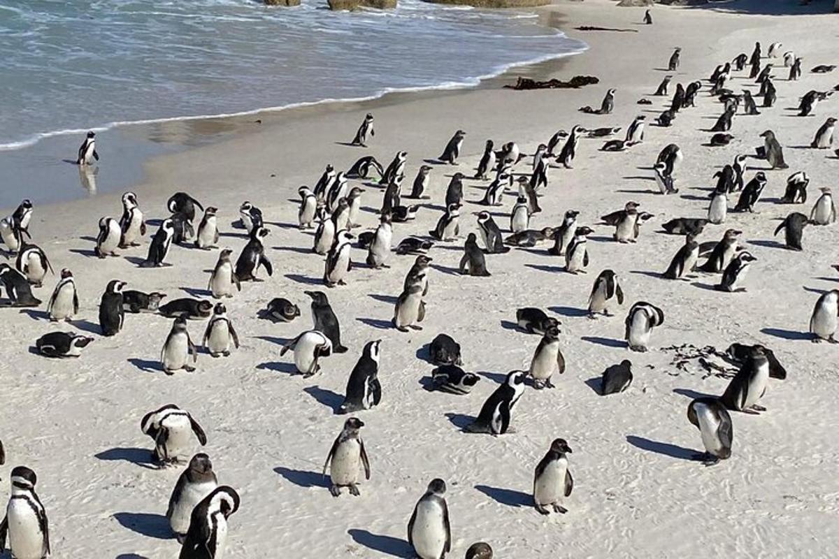 un grande gruppo di pinguini in piedi su una spiaggia