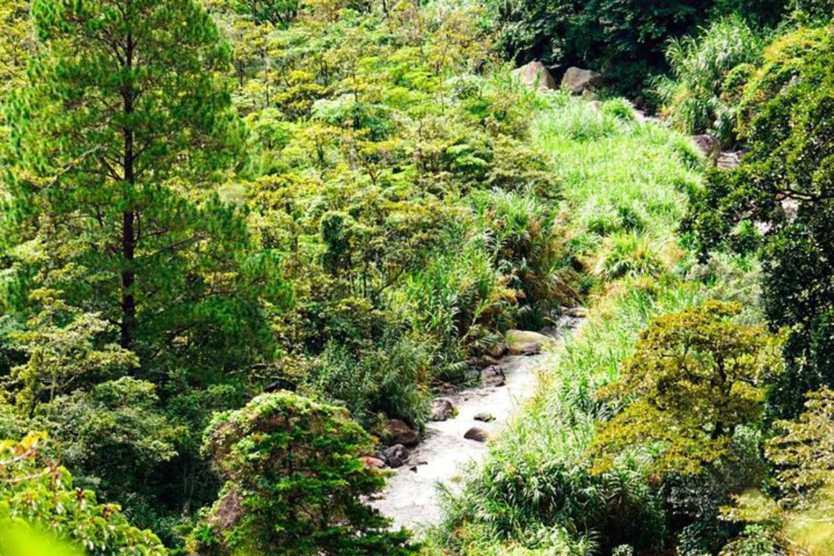 a small stream in the middle of a forest