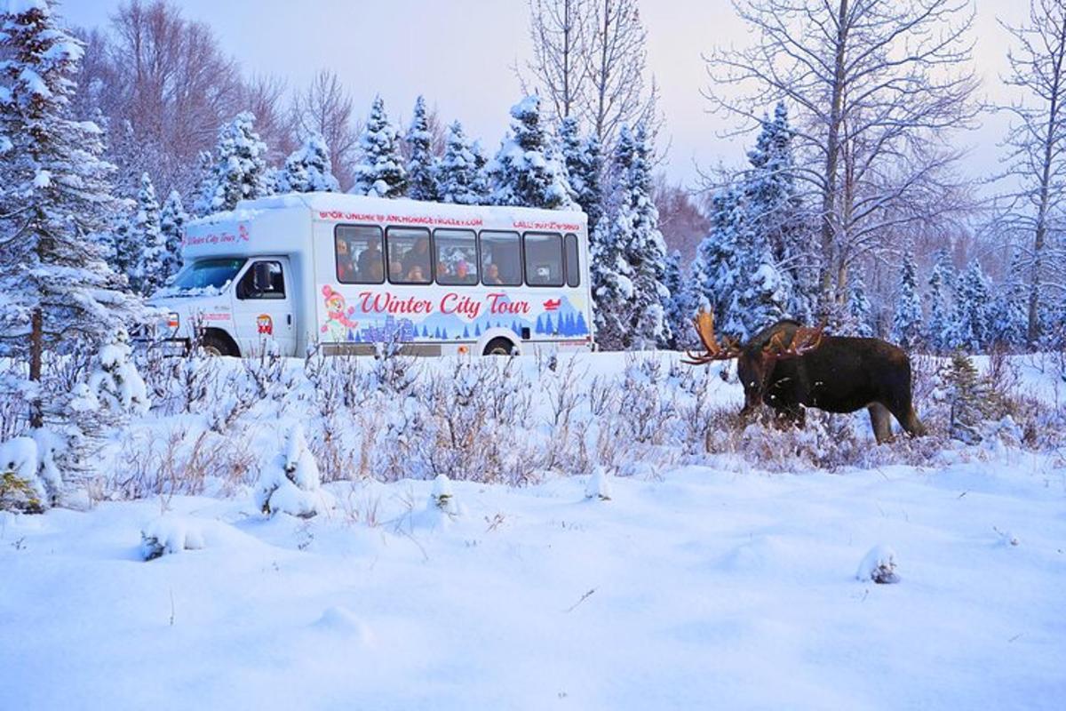 a moose standing in the snow in front of a bus