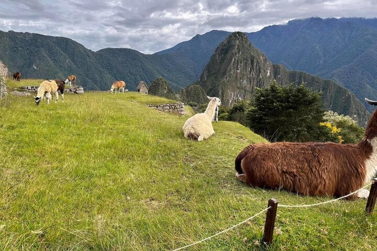 um rebanho de ovelhas deitado em uma colina gramada