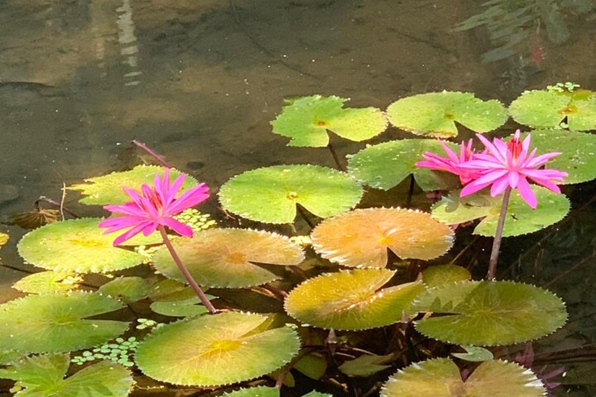 池塘里的两朵粉色花朵和睡莲叶