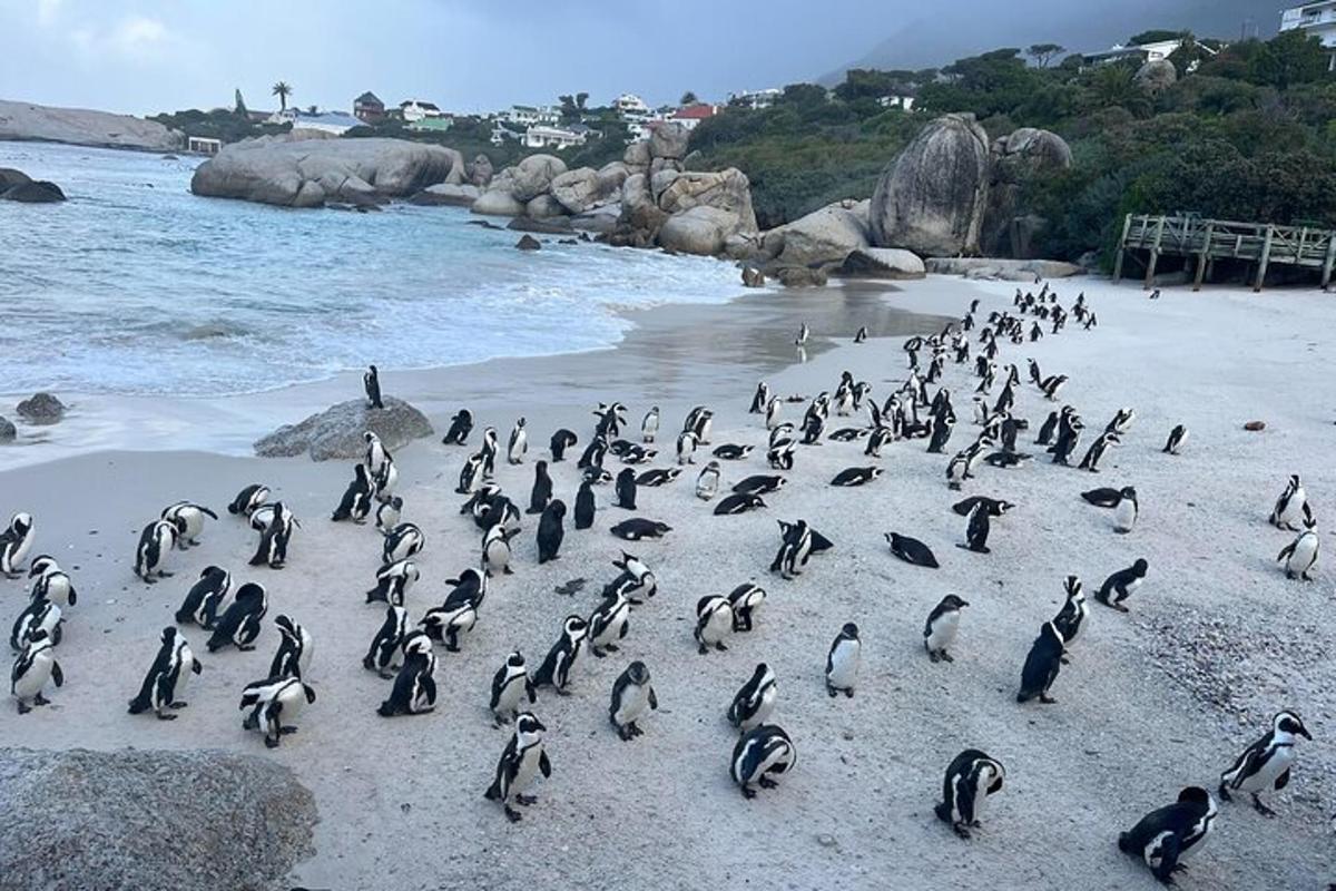 un gruppo di pinguini in piedi su una spiaggia