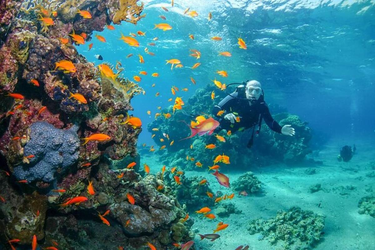 một thợ lặn trong đại dương với một đàn cá