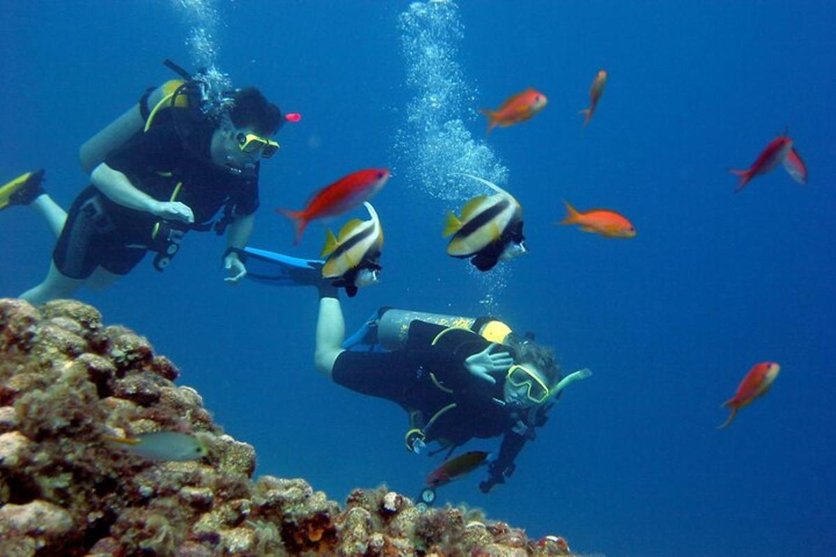 o persoană care face scufundări în ocean cu un grup de pești