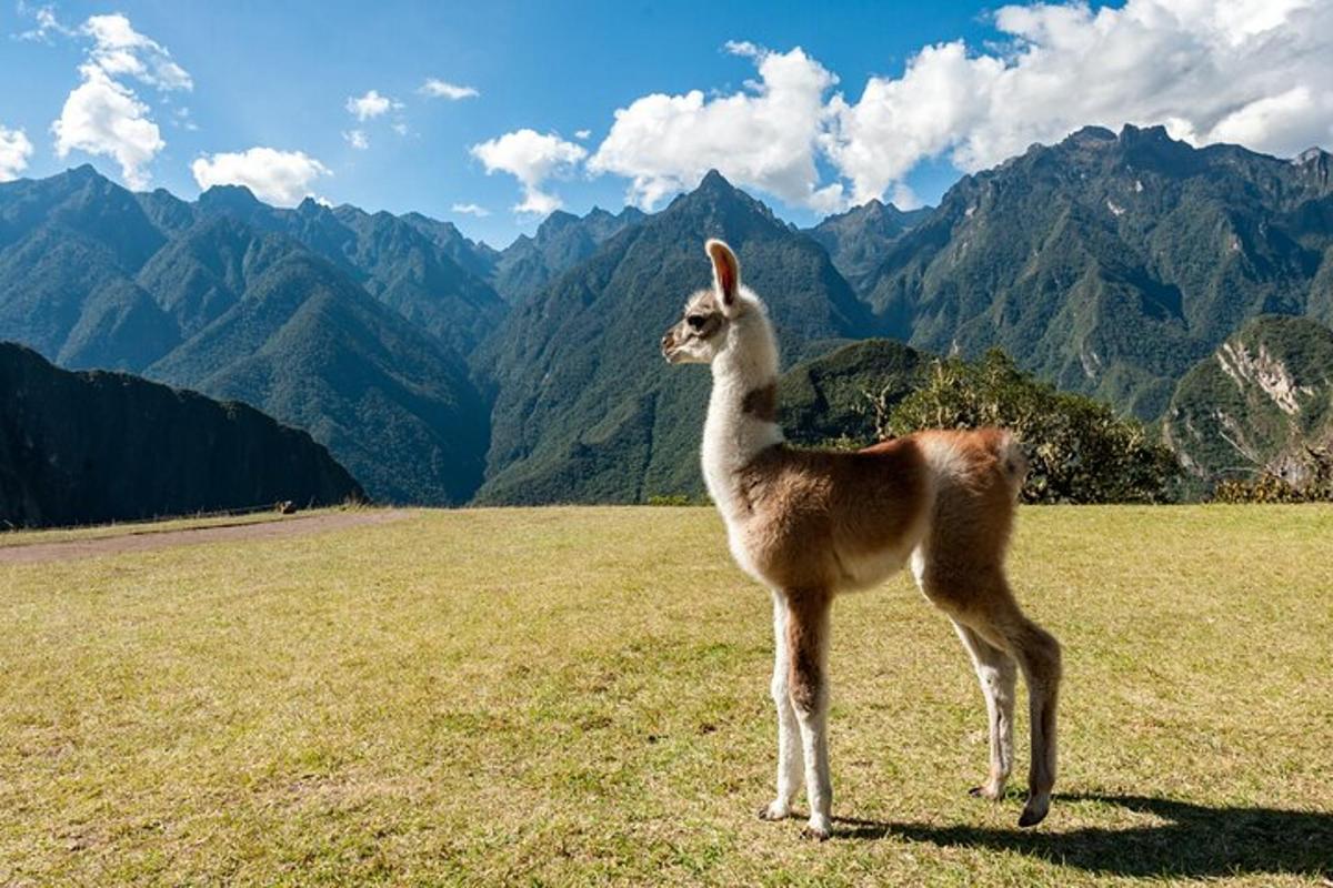 lama stojaca na poli s horami v pozadí