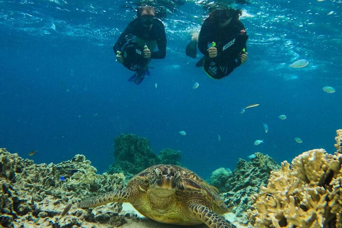 duas pessoas e uma tartaruga marinha no oceano
