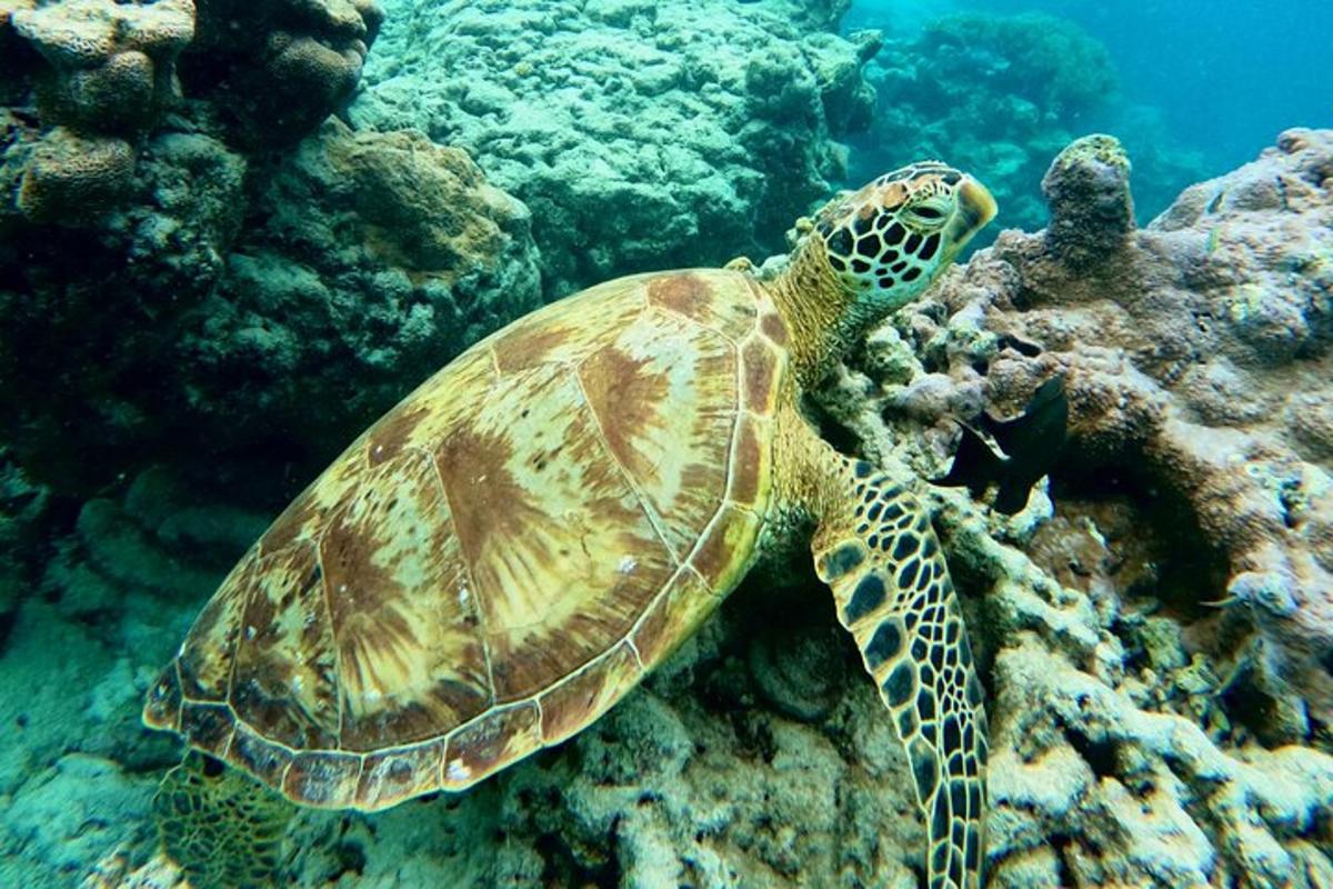 uma tartaruga marinha verde nadando no oceano