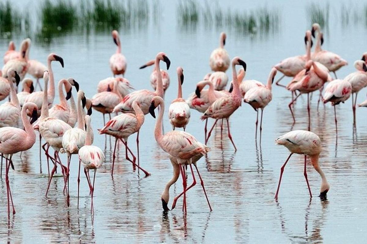 un estol de flamencs roses dempeus a l'aigua