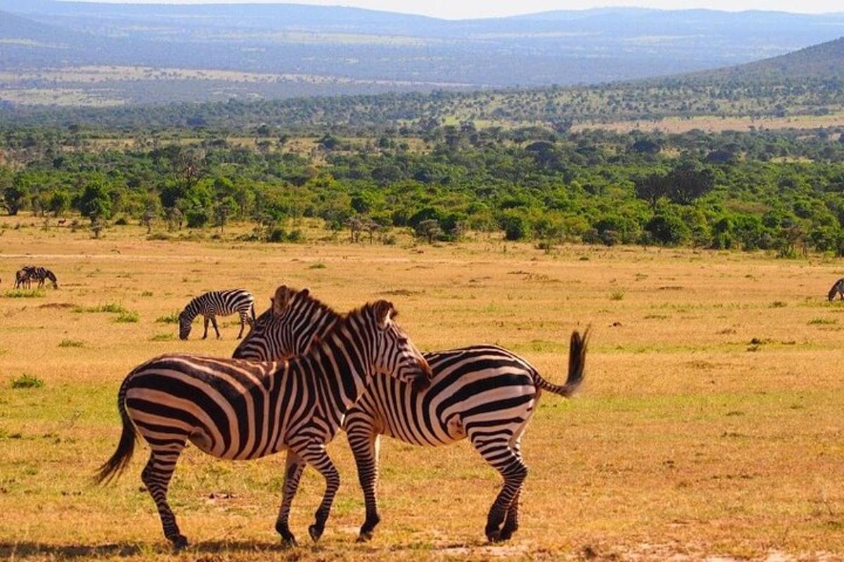 een groep zebra's die in een veld staan