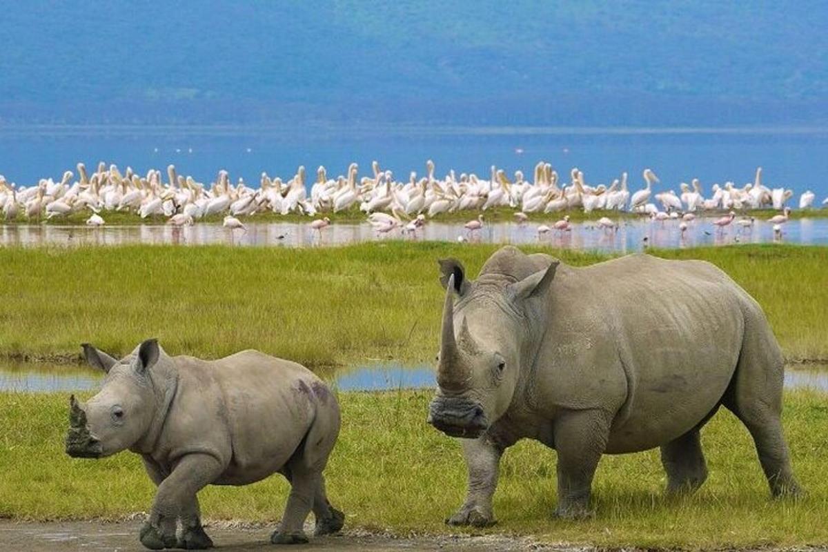 twee neushoorns lopen in een veld met een zwerm vogels