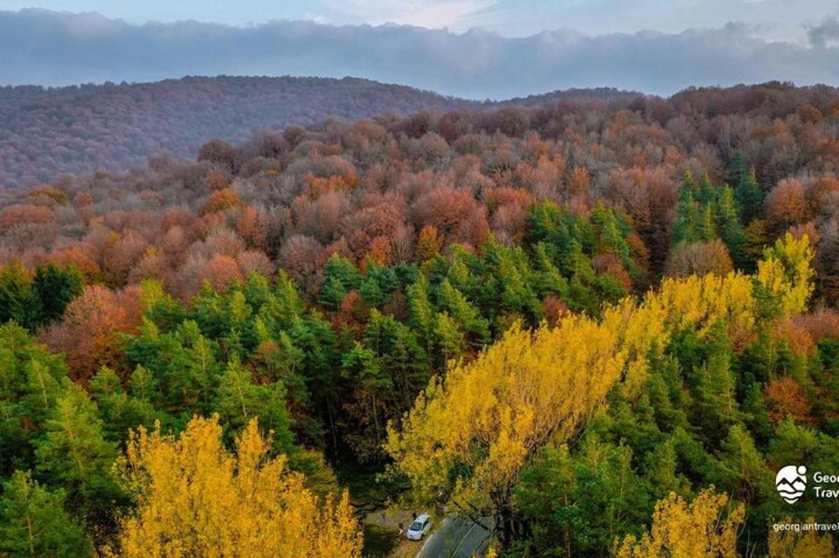 uma vista aérea de uma floresta de árvores coloridas