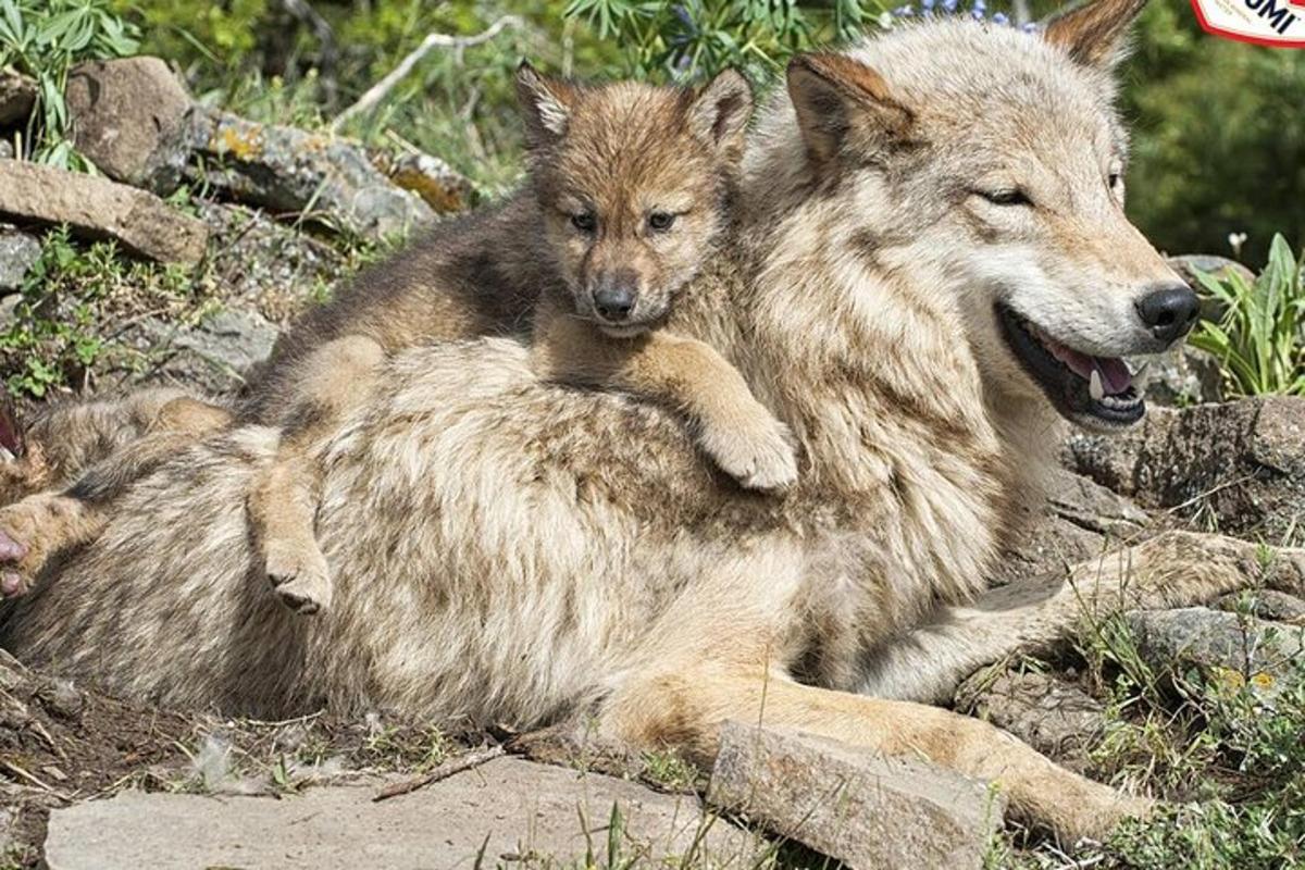 um lobo e seu filhote sentados nas costas