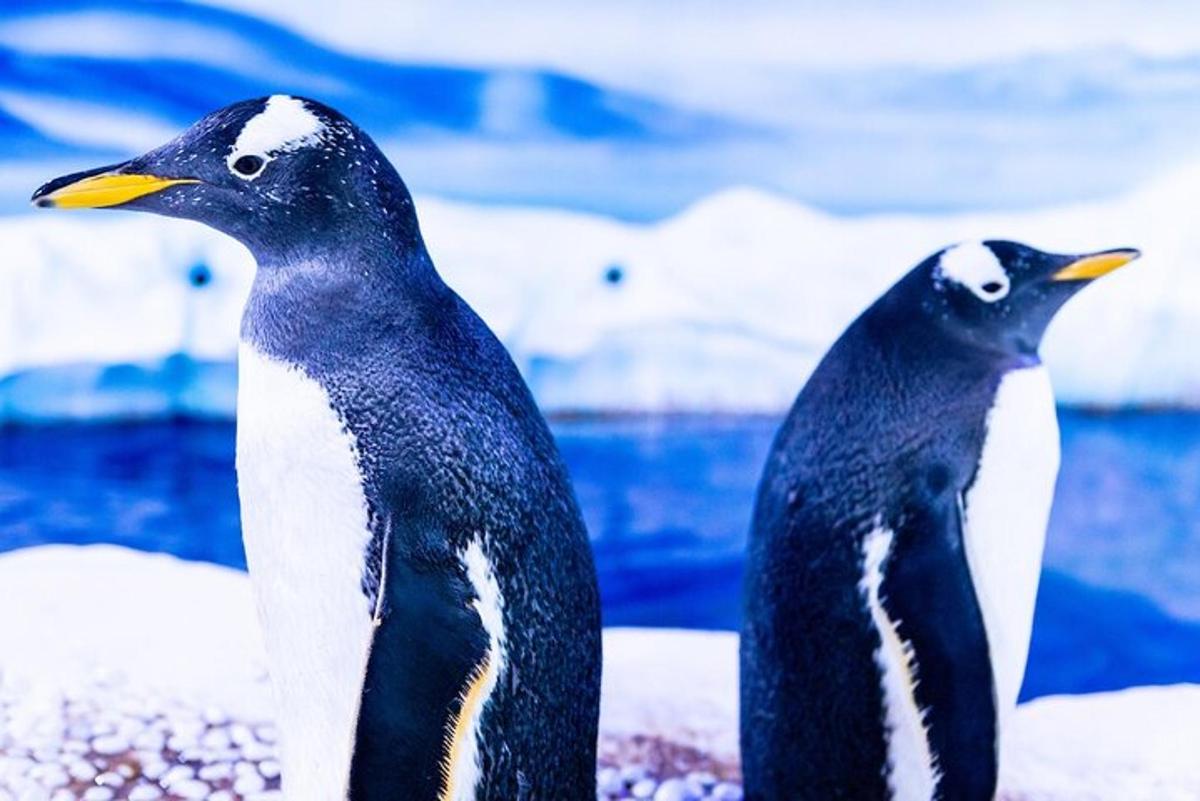 two penguins standing next to each other