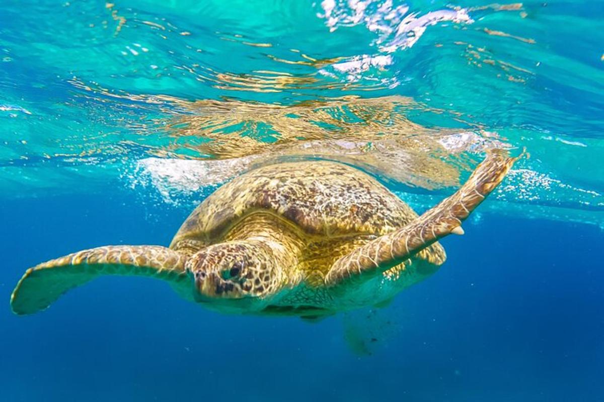 una tartaruga marina verde che nuota nell'acqua