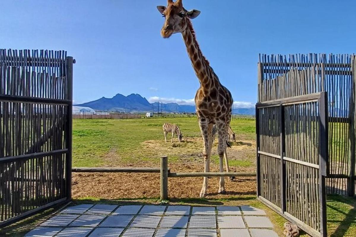 žirafa stojící vedle plotu se zebrou