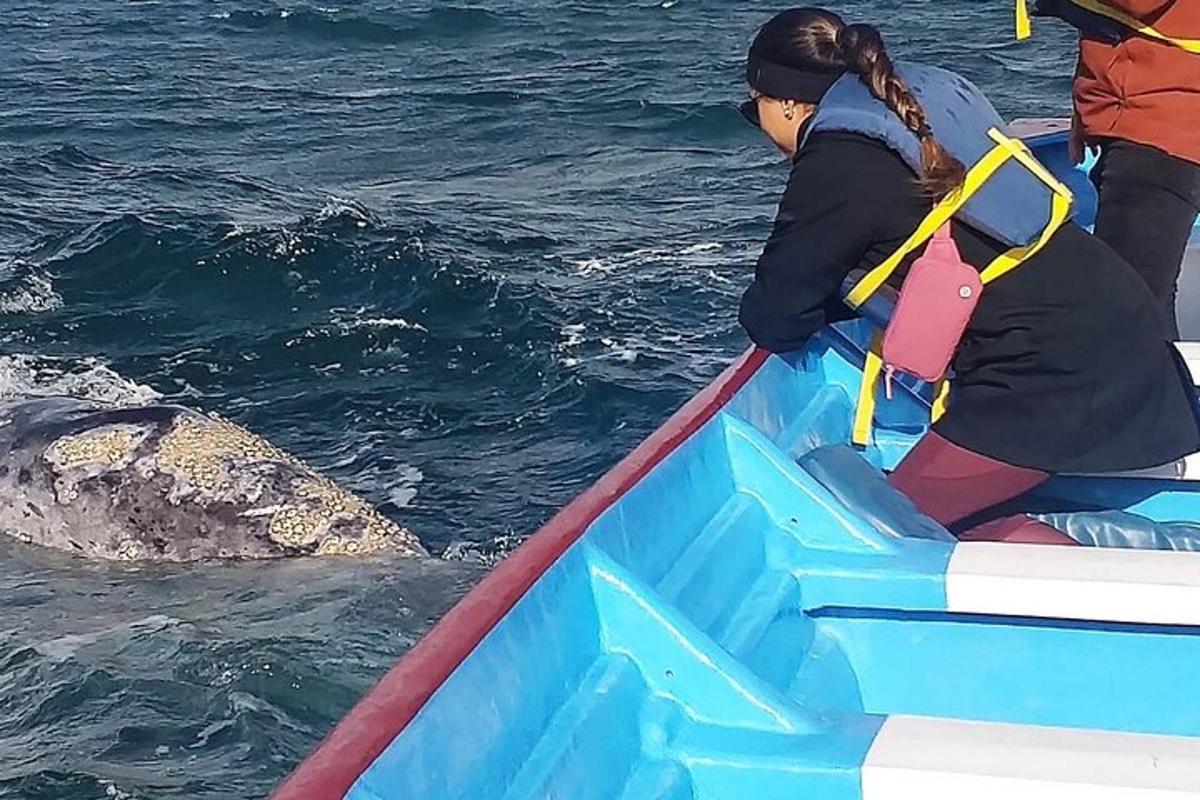 a woman in a boat with a whale in the water