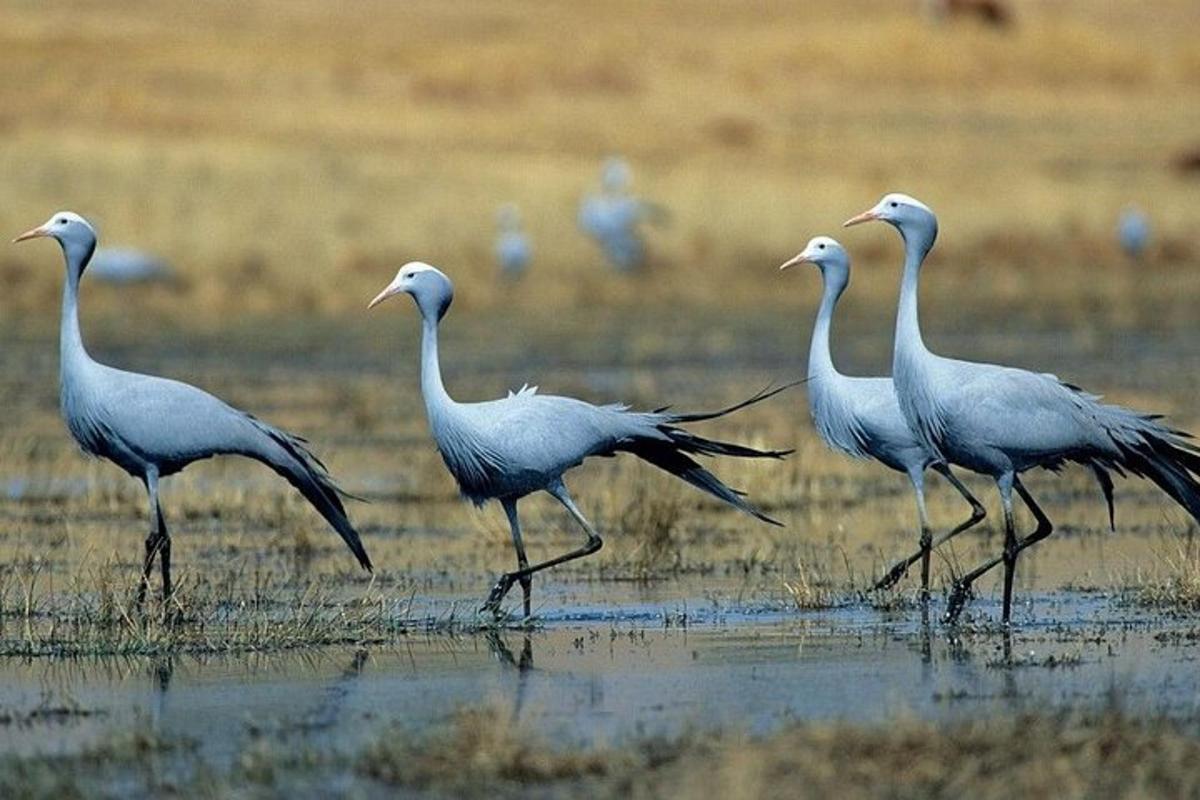 um grupo de pássaros caminhando na água