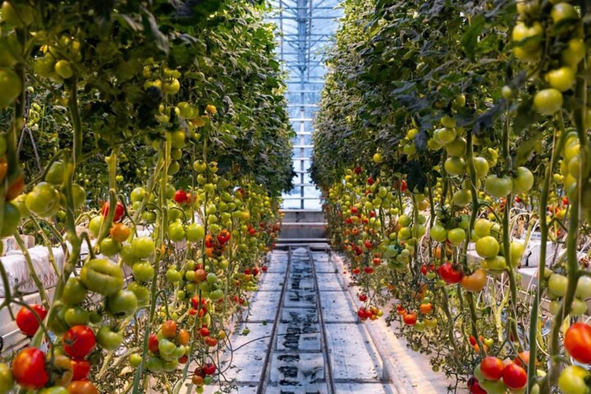 una serra piena di pomodori verdi e rossi