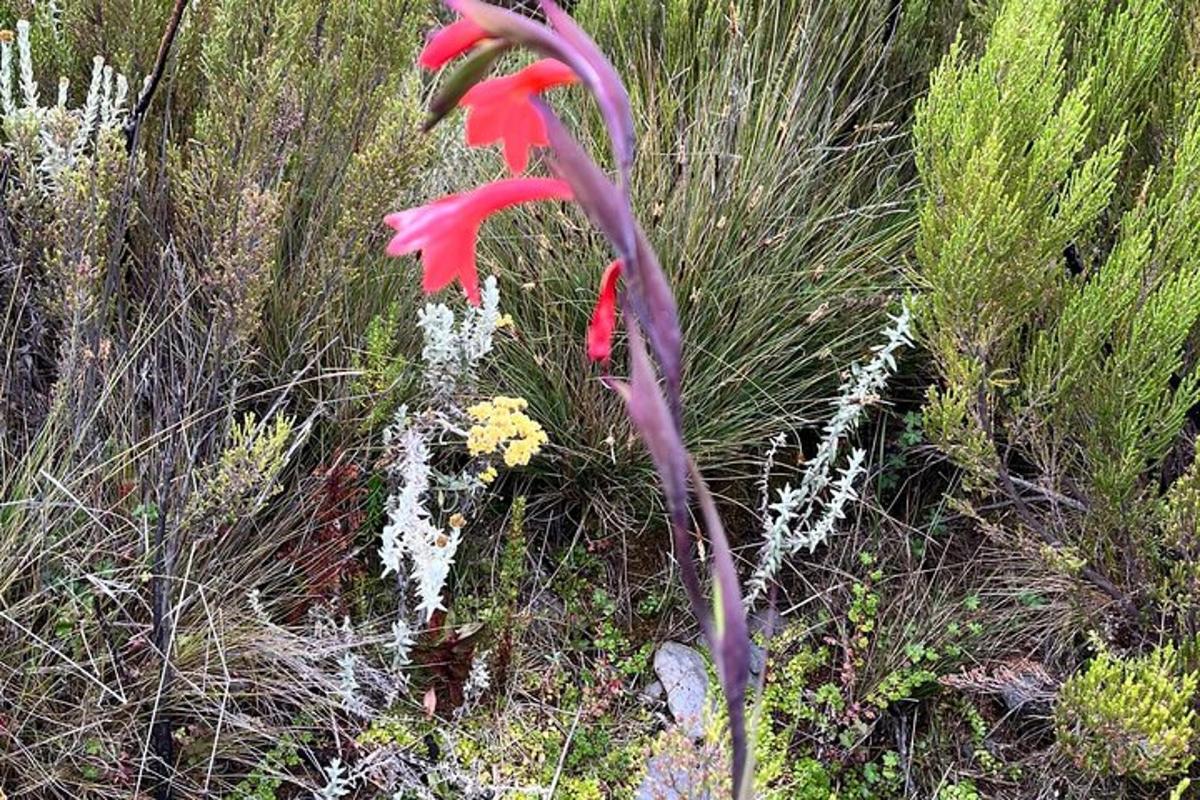 a red flower in a field of tall grass