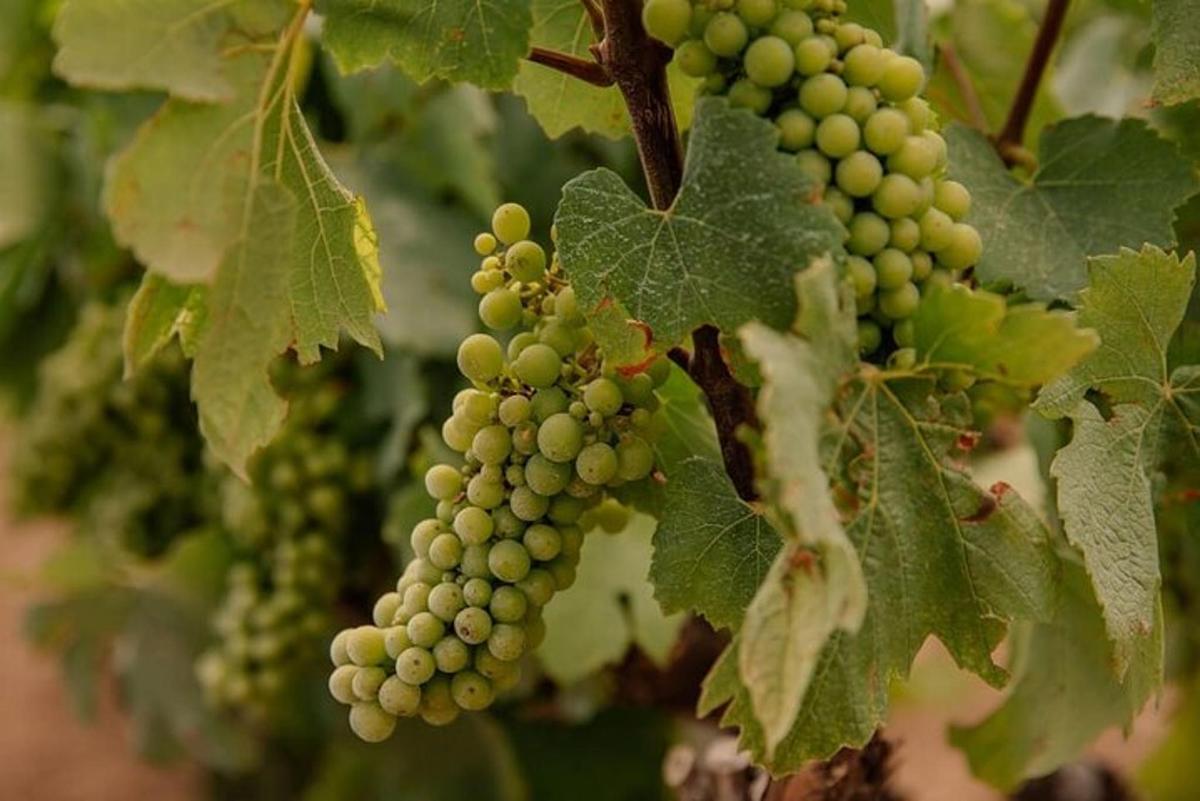 un grappolo d'uva verde appeso a un albero
