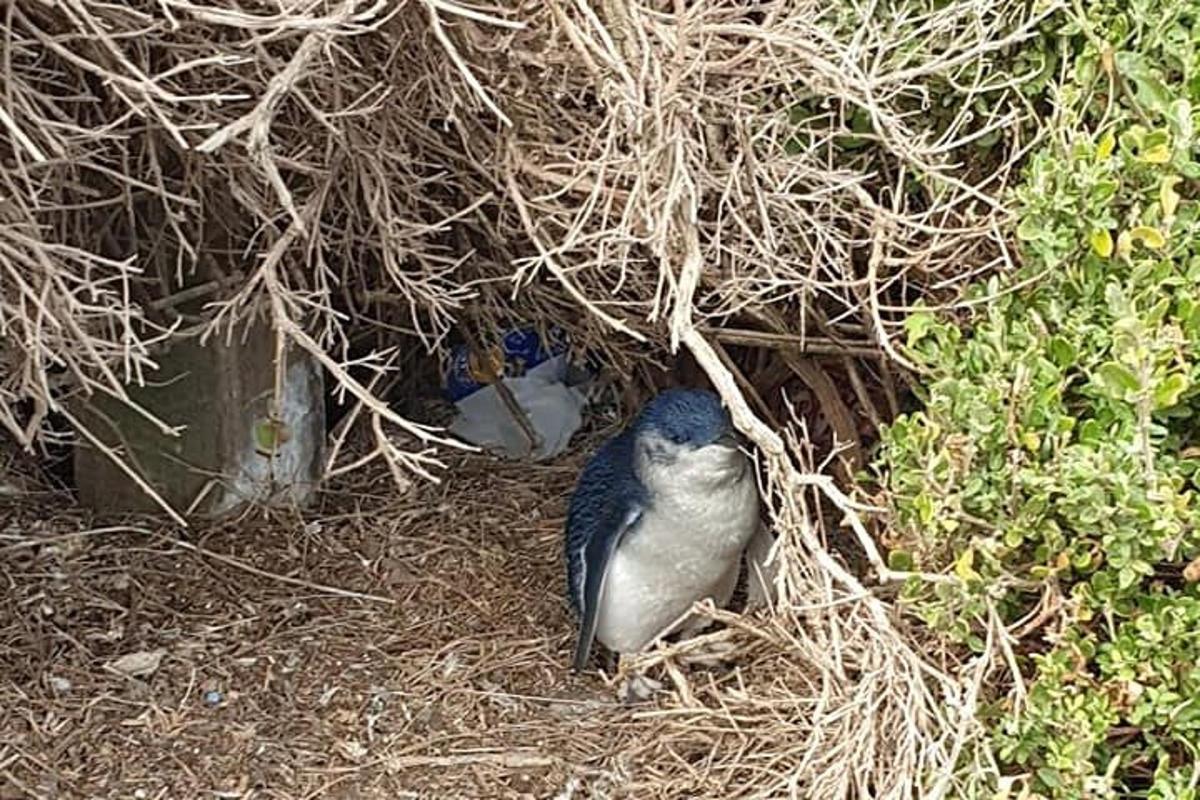 鳥が巣の中に立っている