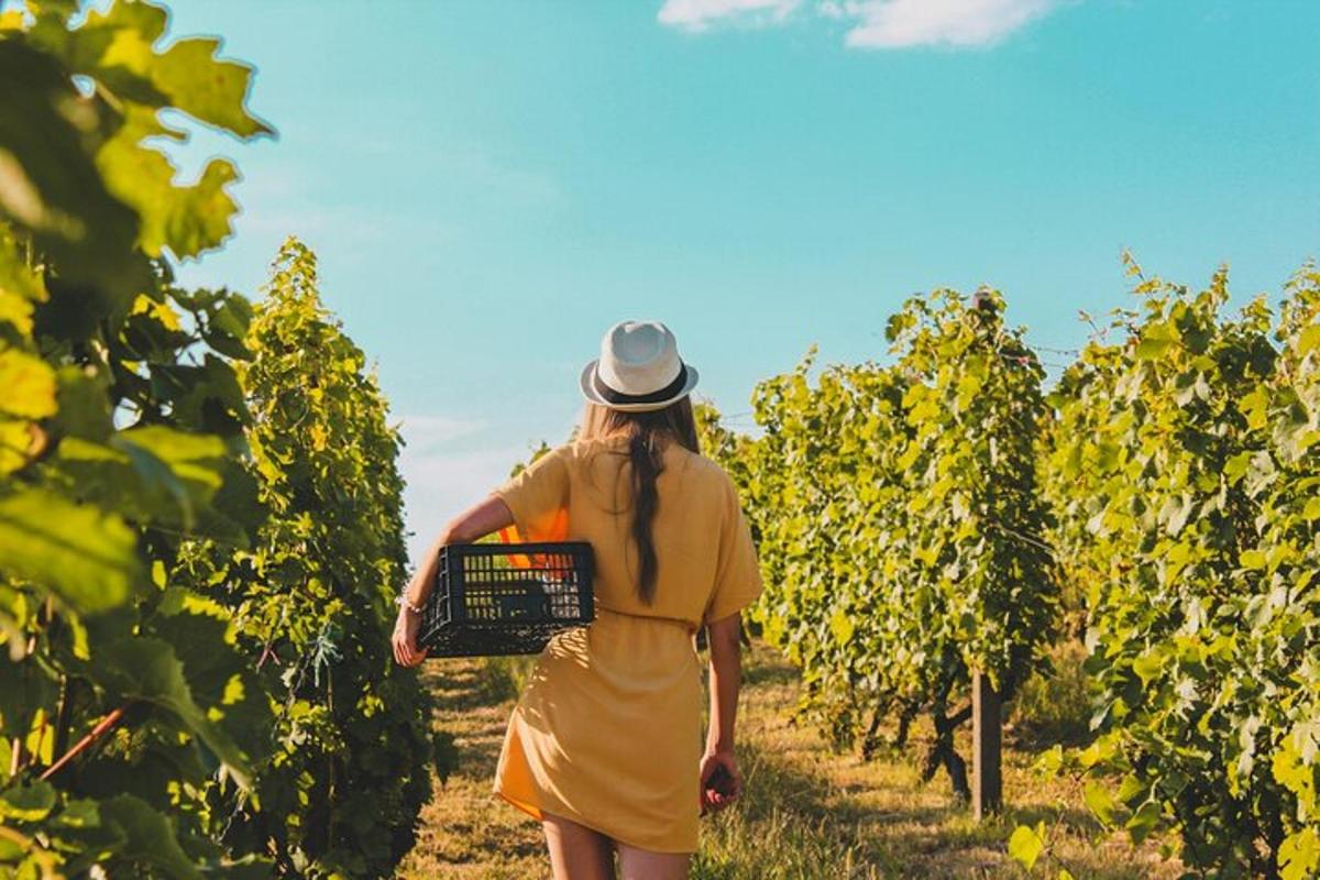 una dona amb un vestit groc caminant per una vinya