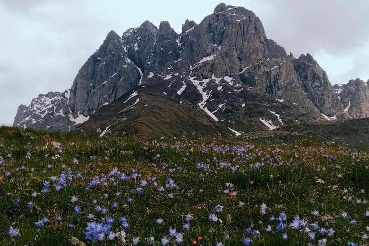 fjall með blómasviði fyrir framan sig