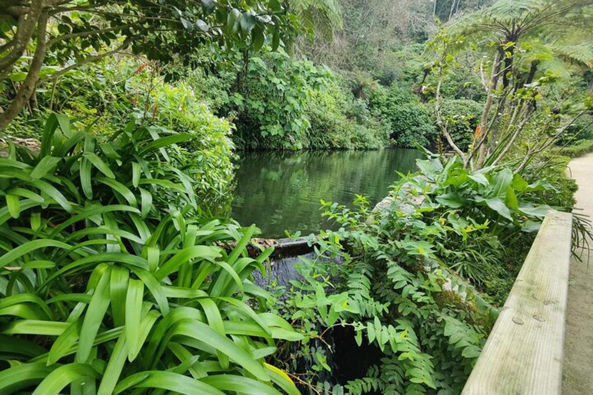 um rio em uma floresta com uma ponte de madeira