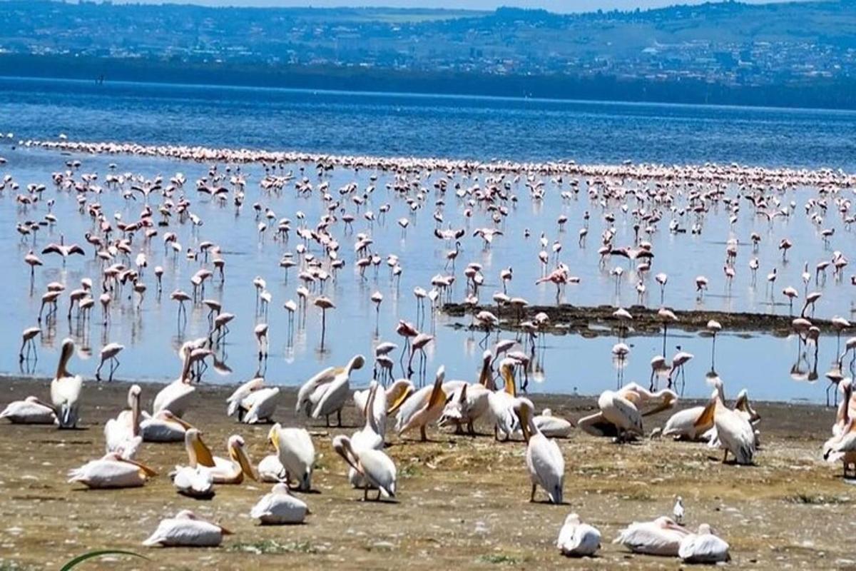 um grande bando de pássaros parados na praia