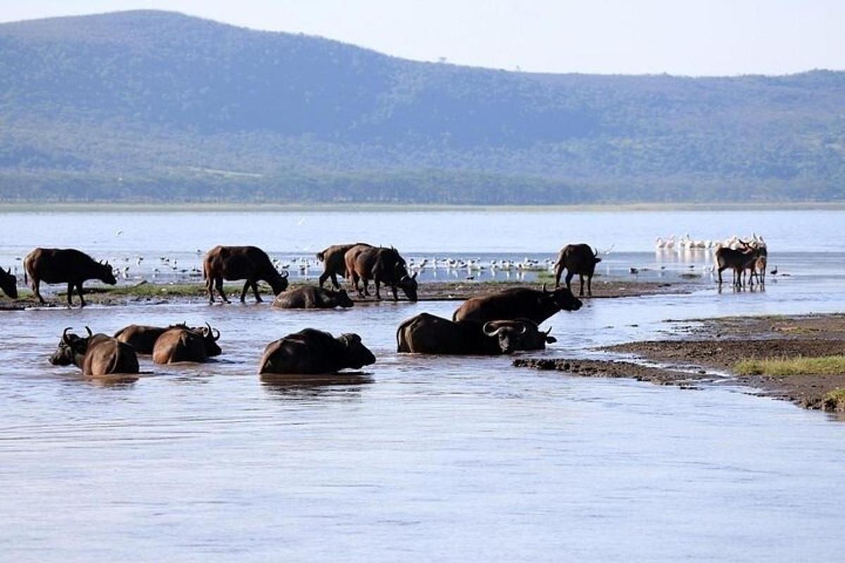 um rebanho de vacas está parado na água